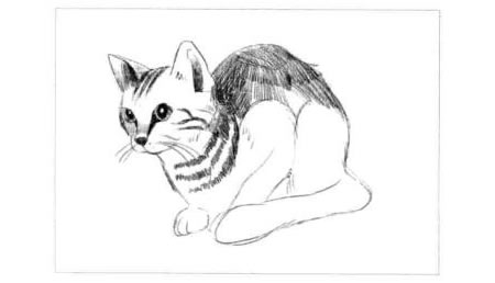 短尾猫的素描画法步骤图示03