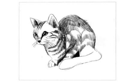 短尾猫的素描画法步骤图示04