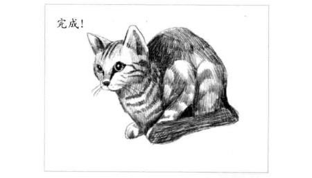 短尾猫的素描画法步骤图示06