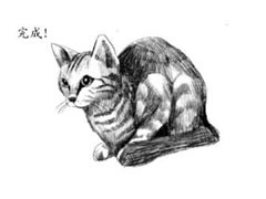 短尾猫的素描画法步骤图示