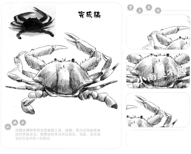 螃蟹的素描画法步骤图示