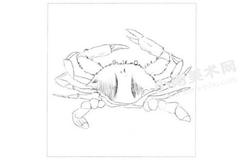 螃蟹的素描画法步骤图示02
