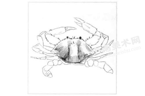 螃蟹的素描画法步骤图示03