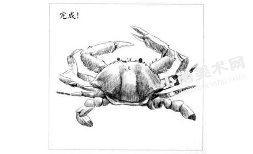 螃蟹的素描画法步骤图示06