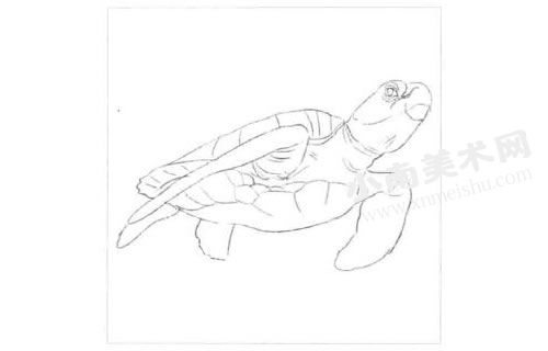 海龟的素描画法步骤图示01
