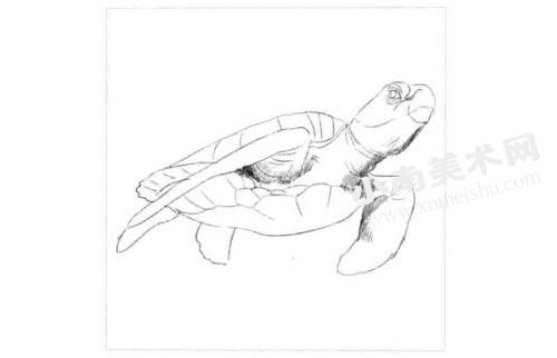 海龟的素描画法步骤图示02