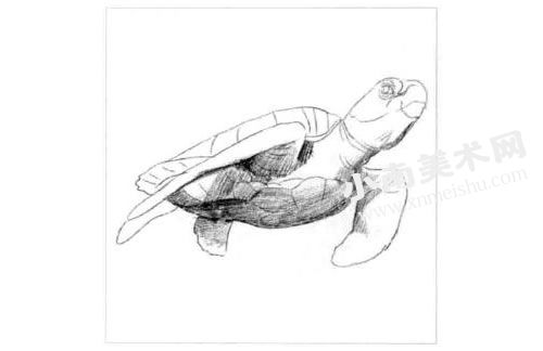 海龟的素描画法步骤图示03