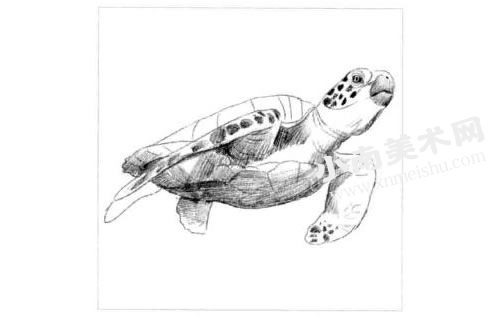 海龟的素描画法步骤图示05