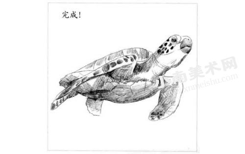 海龟的素描画法步骤图示06