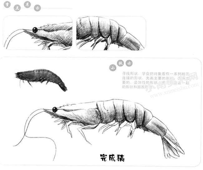 基围虾的素描画法步骤图示