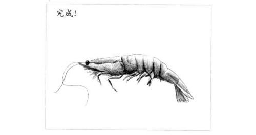 基围虾的素描画法步骤图示06