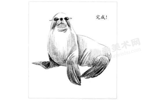 海狮的素描画法步骤图示06