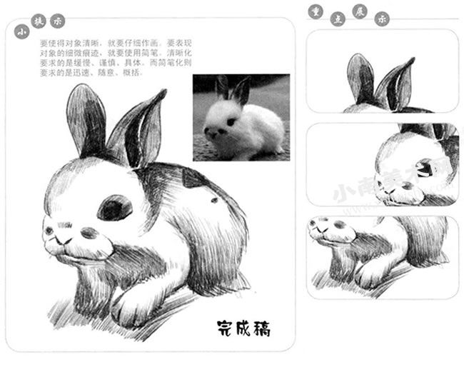 卖萌的熊猫兔素描画法步骤图示