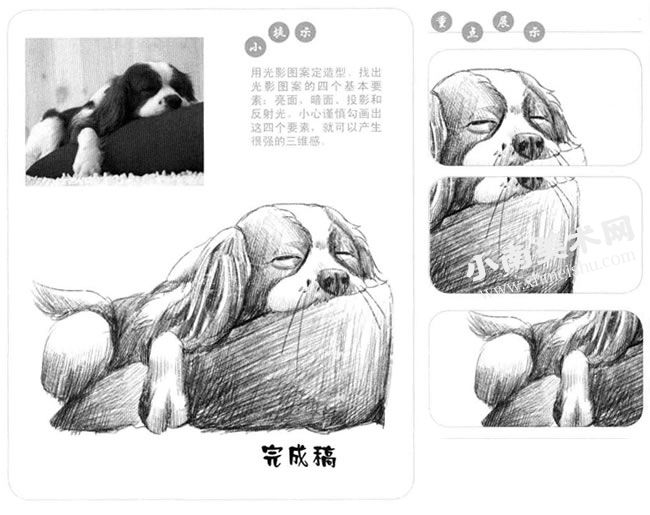 睡觉的狗狗素描画法步骤图示