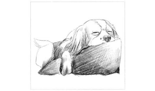 睡觉的狗狗素描画法步骤图示04
