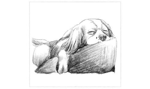 睡觉的狗狗素描画法步骤图示05