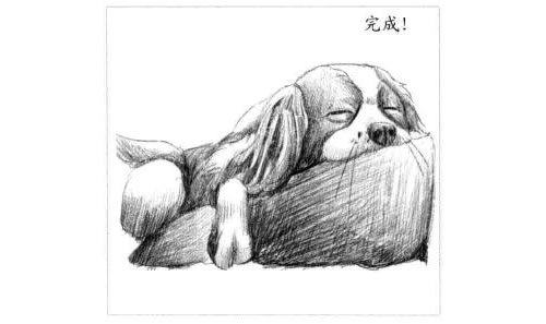 睡觉的狗狗素描画法步骤图示06