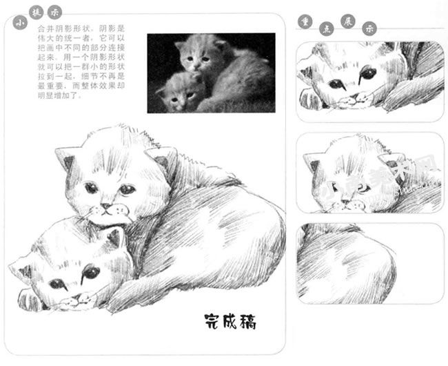 依偎在一起的猫咪素描画法步骤图示