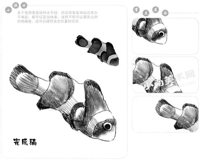 小丑鱼的素描画法步骤图示
