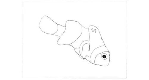 小丑鱼的素描画法步骤图示01