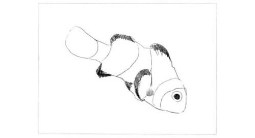 小丑鱼的素描画法步骤图示02