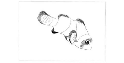 小丑鱼的素描画法步骤图示03