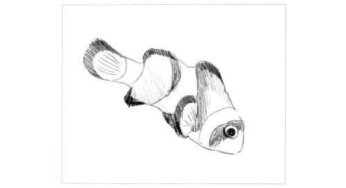 小丑鱼的素描画法步骤图示04