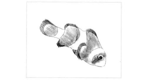 小丑鱼的素描画法步骤图示05