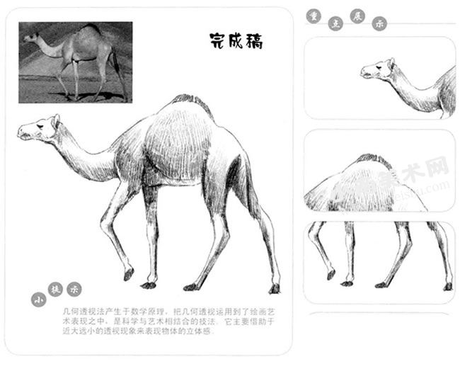 骆驼的素描画法步骤图示