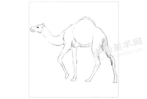 骆驼的素描画法步骤图示01