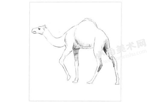 骆驼的素描画法步骤图示02