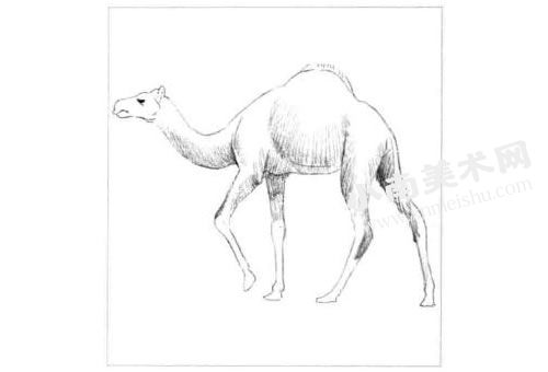 骆驼的素描画法步骤图示03