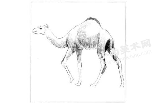 骆驼的素描画法步骤图示04