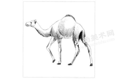 骆驼的素描画法步骤图示05