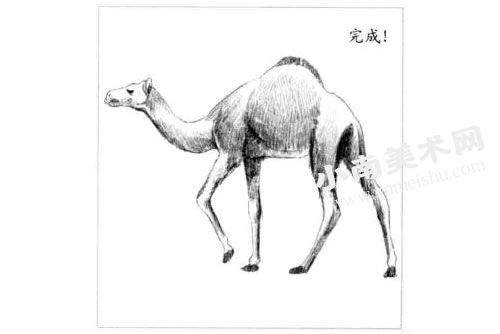 骆驼的素描画法步骤图示06