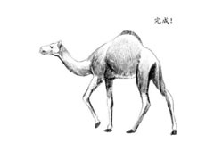 骆驼的素描画法步骤图示