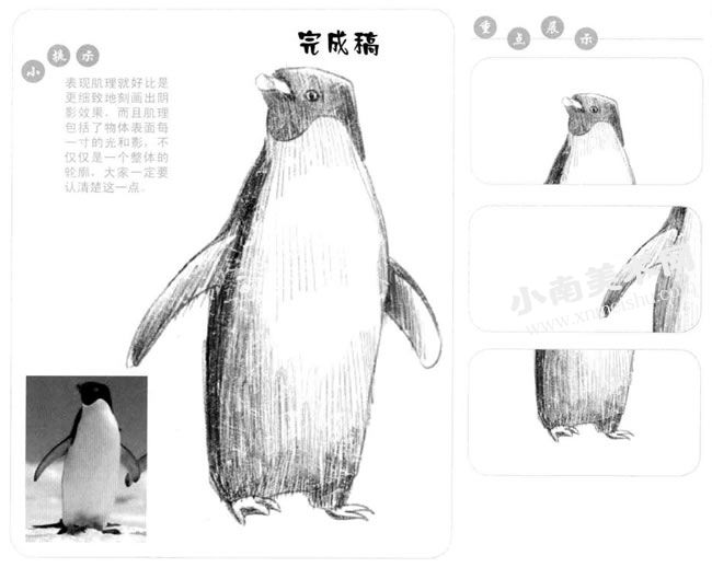 企鹅素描画作品