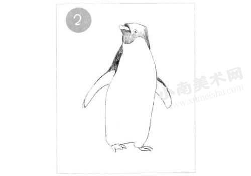 企鹅素描画法步骤图示02