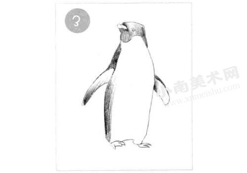 企鹅素描画法步骤图示03