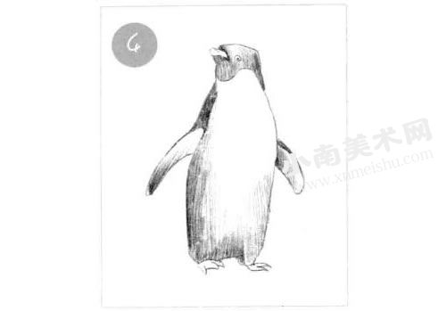 企鹅素描画法步骤图示04
