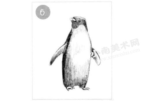 企鹅素描画法步骤图示06