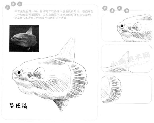 翻车鱼的素描画法步骤图示