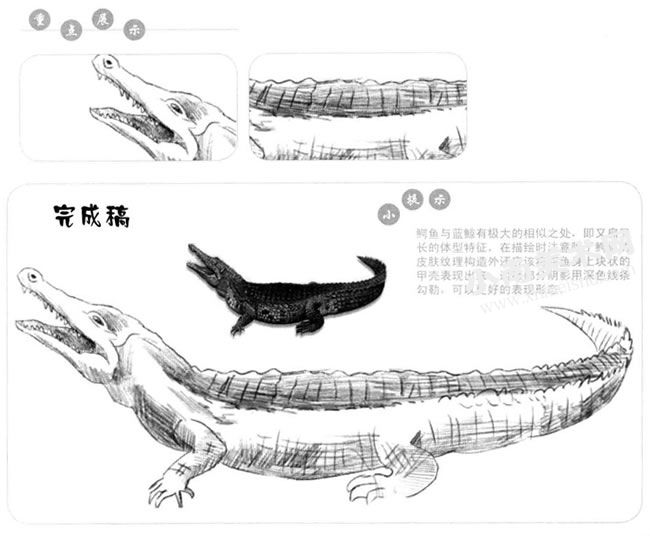 鳄鱼的素描画法步骤图示