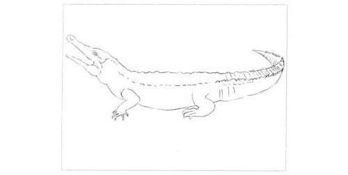 鳄鱼的素描画法步骤图示01