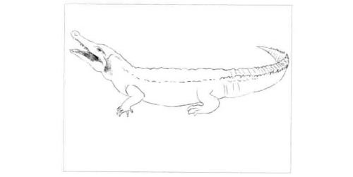 鳄鱼的素描画法步骤图示02