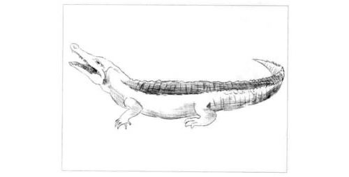 鳄鱼的素描画法步骤图示05