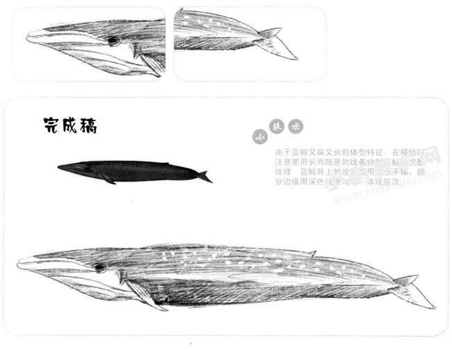 蓝鲸的素描画法步骤图示