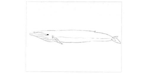 蓝鲸的素描画法步骤图示01
