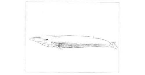 蓝鲸的素描画法步骤图示03
