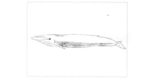蓝鲸的素描画法步骤图示04